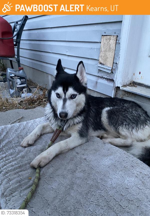 Found/Stray Unknown Dog last seen near taylorsville, Kearns, UT 84118