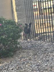 Found/Stray Unknown Dog last seen Baseline and 19th Ave, Lowe’s, EOS, gated community, Phoenix, AZ 85007