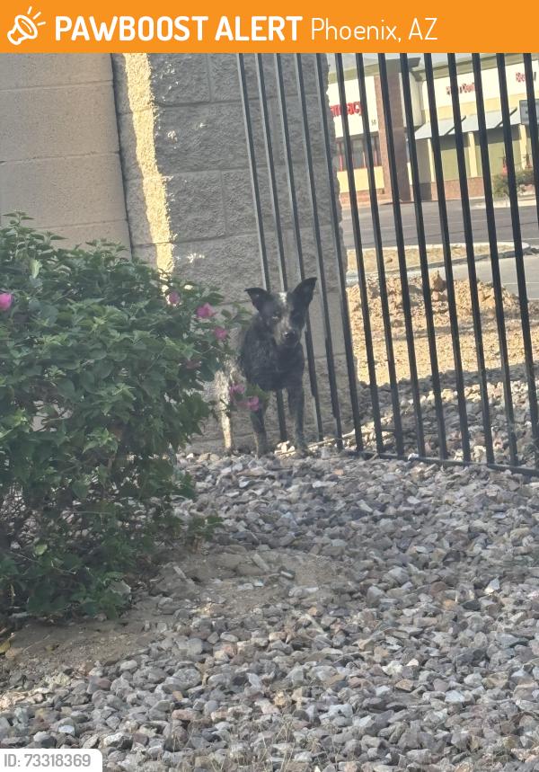 Found/Stray Unknown Dog last seen Baseline and 19th Ave, Lowe’s, EOS, gated community, Phoenix, AZ 85007