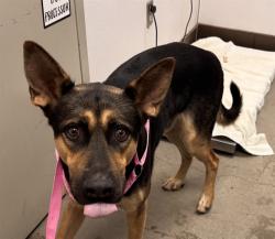 Shelter Stray Male Dog last seen , 4000 N Silverbell Rd, Tucson, AZ 85745, USA