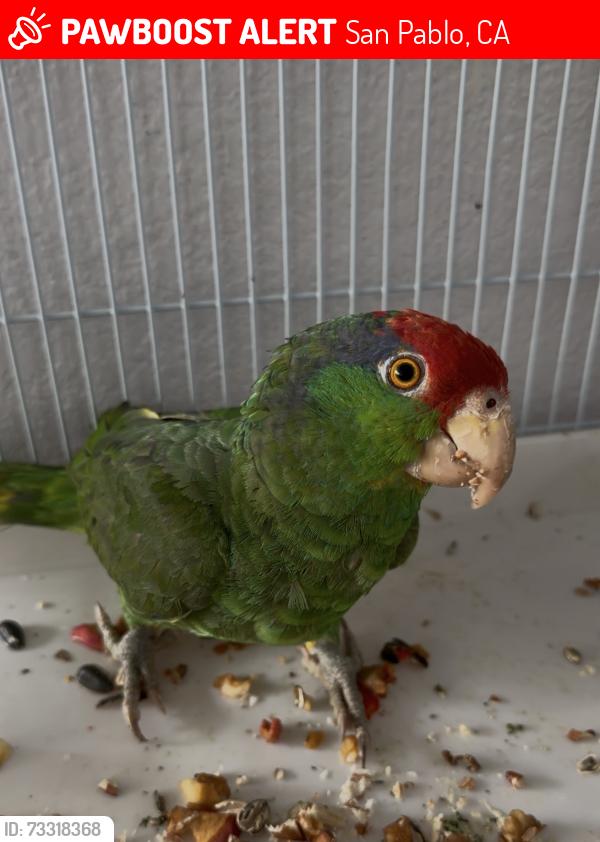 Lost Unknown Bird last seen Pine ave San Pablo ca 94806, San Pablo, CA 94806