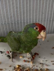 Lost Unknown Bird last seen Pine ave San Pablo ca 94806, San Pablo, CA 94806