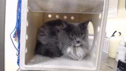 Shelter Stray Unknown Cat last seen Near BLOCK W BAYAUD AVE, DENVER CO 80223, 1241 W Bayaud Ave, Denver, CO 80223, USA