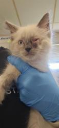 Shelter Stray Male Cat last seen , 600 Aviation Dr, Camarillo, CA 93010, USA