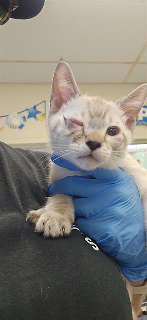 Shelter Stray Male Cat last seen , 600 Aviation Dr, Camarillo, CA 93010, USA