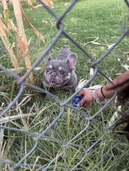 Reunited Unknown Dog last seen By vineyard apmts, Modesto, CA 95351