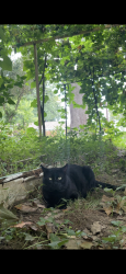 Lost Male Cat last seen College View Drive 20902, North Kensington, MD 20902