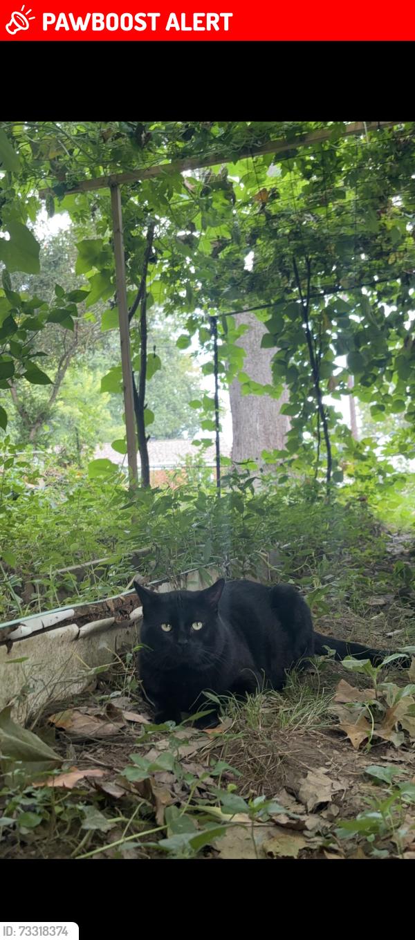 Lost Male Cat last seen College View Drive 20902, North Kensington, MD 20902