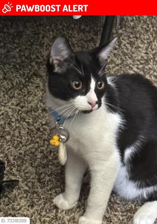 Lost Male Cat last seen Wildcat Canyon Rd, San Diego County, CA 92040