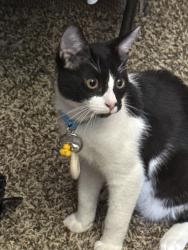 Lost Male Cat last seen Wildcat Canyon Rd, San Diego County, CA 92040
