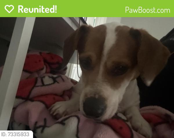 Reunited Male Dog last seen Ranch view e, San Antonio, TX 78254