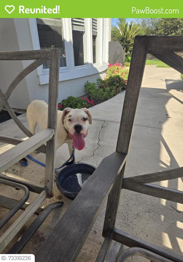 Reunited Female Dog last seen Chapman and S. Park St, Orange, CA 92869