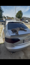 Reunited Male Cat last seen pasadena, 485 mercedes ave, Pasadena, CA 91107