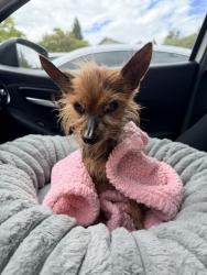 Found/Stray Female Dog last seen Buena Vista Ave & San Luis Dr, Walnut Creek, CA 94597