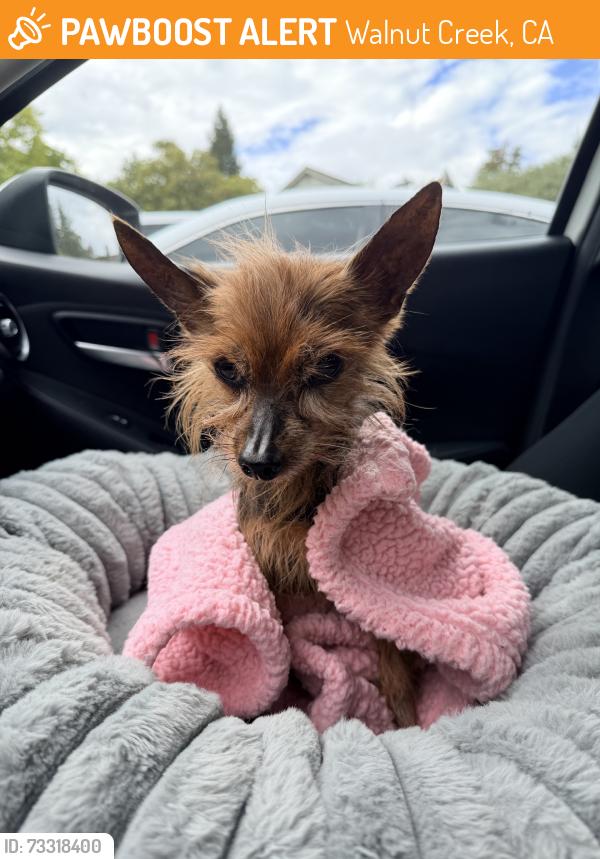 Found/Stray Female Dog last seen Buena Vista Ave & San Luis Dr, Walnut Creek, CA 94597
