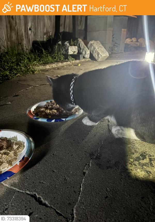 Found/Stray Unknown Cat last seen Carpenter St and Madison Ave, Hartford, CT 06106
