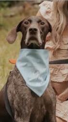 Lost Male Dog last seen Gaston community college, Dallas, NC 28034