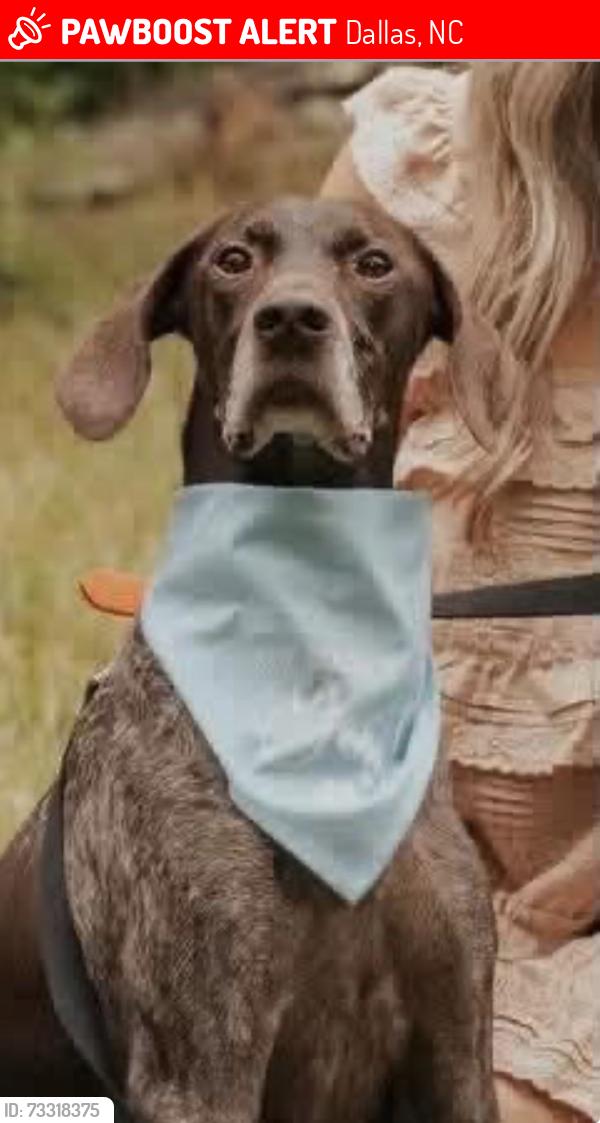 Lost Male Dog last seen Gaston community college, Dallas, NC 28034