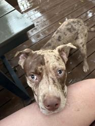 Reunited Male Dog last seen Harrill St and Grace St, Charlotte, NC 28205