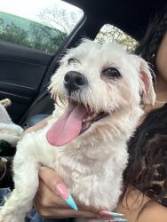 Reunited Female Dog last seen N Drexel Ave, Indianapolis, IN, USA, Indianapolis, IN 46218