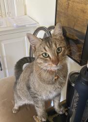 Lost Male Cat last seen Promontory Gold Course and Promontory Beach hse, Park City, UT 84098