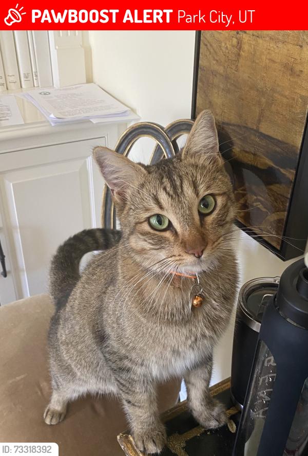 Lost Male Cat last seen Promontory Gold Course and Promontory Beach hse, Park City, UT 84098