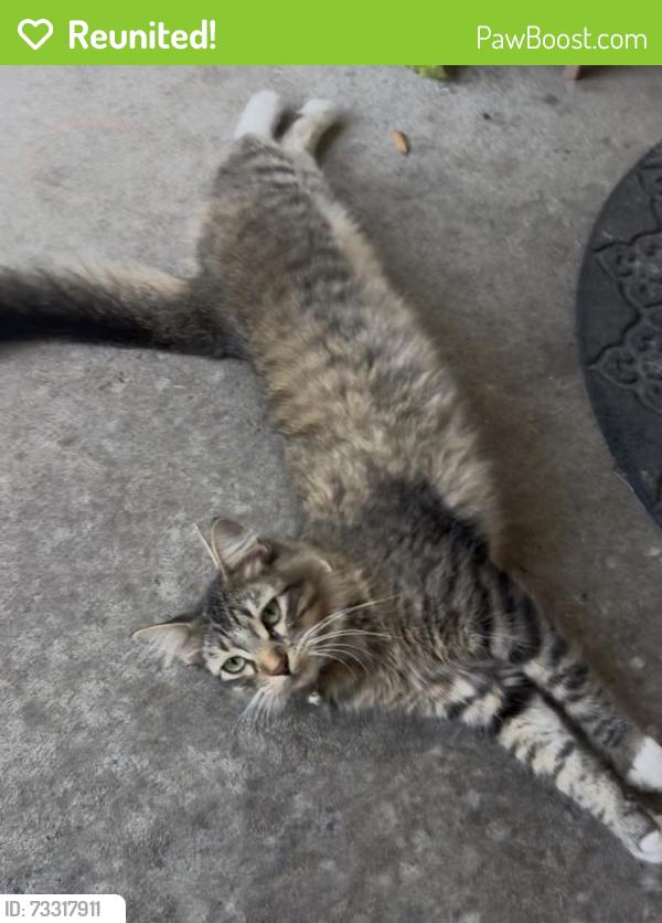 Reunited Male Cat last seen South shore, League City, TX 77573