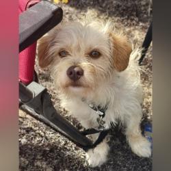 Reunited Male Dog last seen Near Beech Crossing dr, Houston, TX 77083