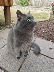 Reunited Unknown Cat last seen 229th Dr NE, Redmond, WA, Redmond, WA 98053