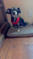 Reunited Female Dog last seen Gruetzner Ln, Elgin, TX 78621, USA, Elgin, TX 78621