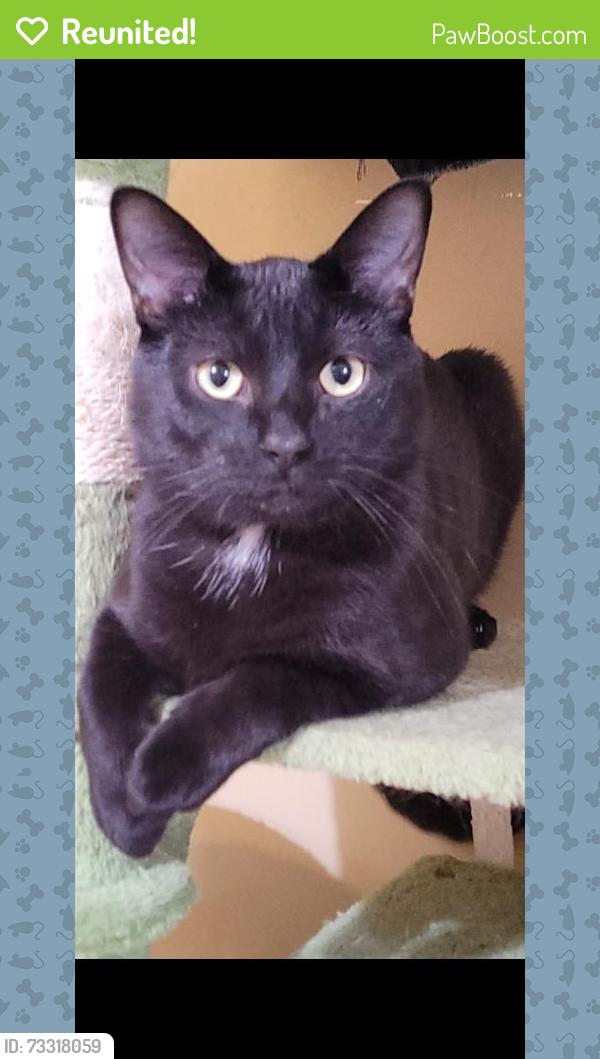 Reunited Male Cat last seen McArthur and 18th street, Blue Springs, MO 64015
