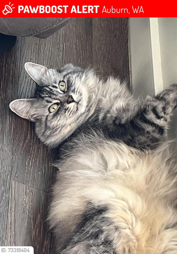 Lost Female Cat last seen Thomas Ave, Auburn, WA 98092