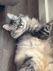 Lost Female Cat last seen Thomas Ave, Auburn, WA 98092