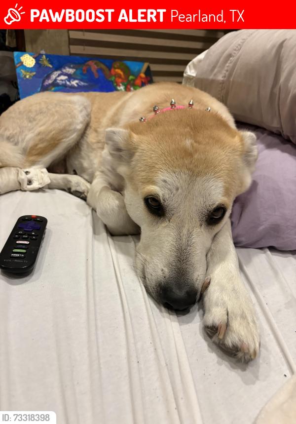 Lost Female Dog last seen Near south Sam Houston pkwy e. 77047, Pearland, TX 77584
