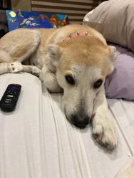 Lost Female Dog last seen Near south Sam Houston pkwy e. 77047, Pearland, TX 77584