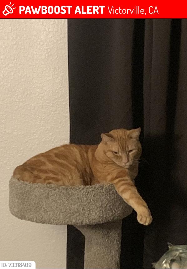 Lost Male Cat last seen Reno Loop & Foal Ct, Victorville, CA 92394