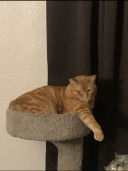Lost Male Cat last seen Reno Loop & Foal Ct, Victorville, CA 92394