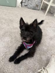 Reunited Unknown Dog last seen Texas Theatre, Dallas, TX 75208