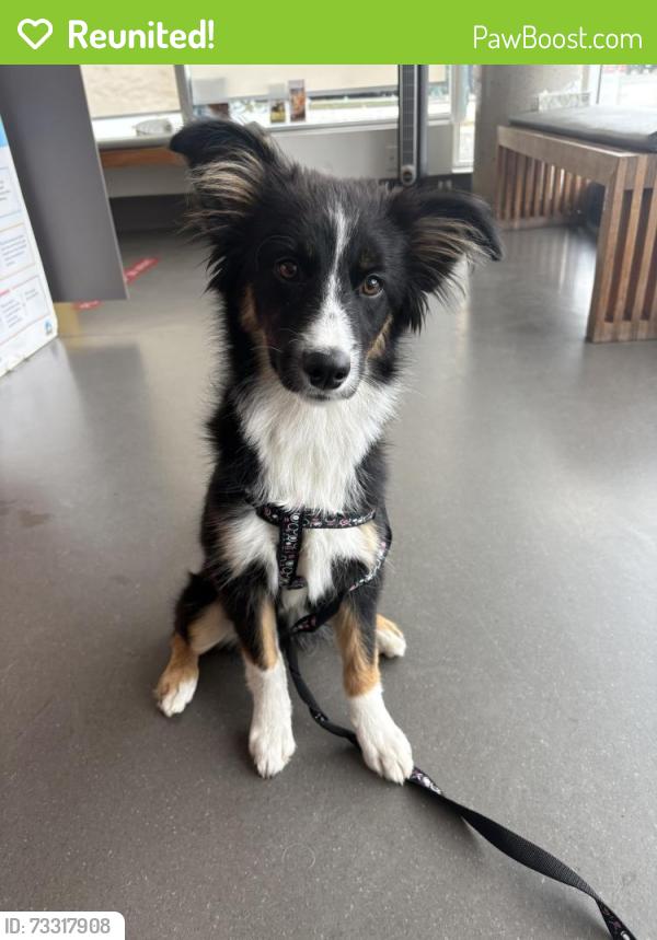 Reunited Female Dog last seen Cambie and 27th, Vancouver, BC V5Z 2G2