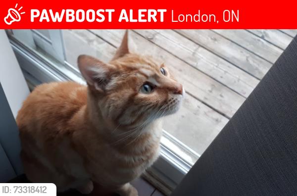 Lost Male Cat last seen Beaverbrook Woods, Beaverbrook Avenue, Kettleridge Street, London, ON 