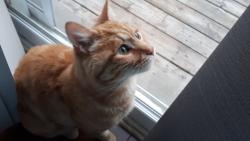 Lost Male Cat last seen Beaverbrook Woods, Beaverbrook Avenue, Kettleridge Street, London, ON 