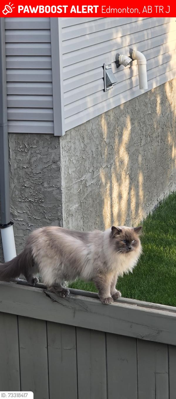 Lost Male Cat last seen Mann Court, Edmonton, AB T6R 0J1