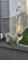 Lost Male Cat last seen Mann Court, Edmonton, AB T6R 0J1