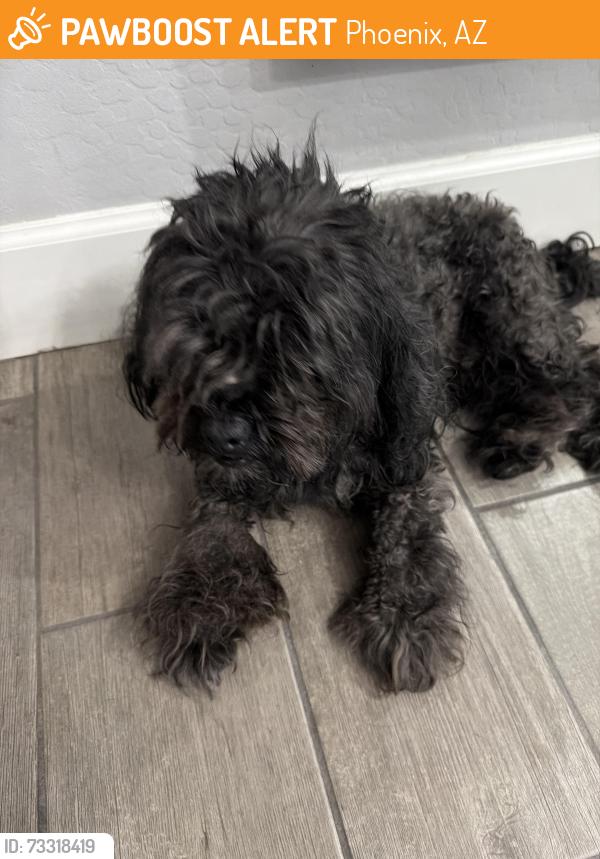 Found/Stray Male Dog last seen 59th ave and south mountain ave, Phoenix, AZ 85339