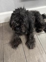Found/Stray Male Dog last seen 59th ave and south mountain ave, Phoenix, AZ 85339