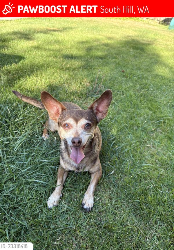 Lost Female Dog last seen Gem heights and 166th st e, South Hill, WA 98375