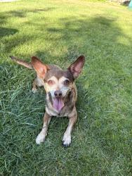 Lost Female Dog last seen Gem heights and 166th st e, South Hill, WA 98375