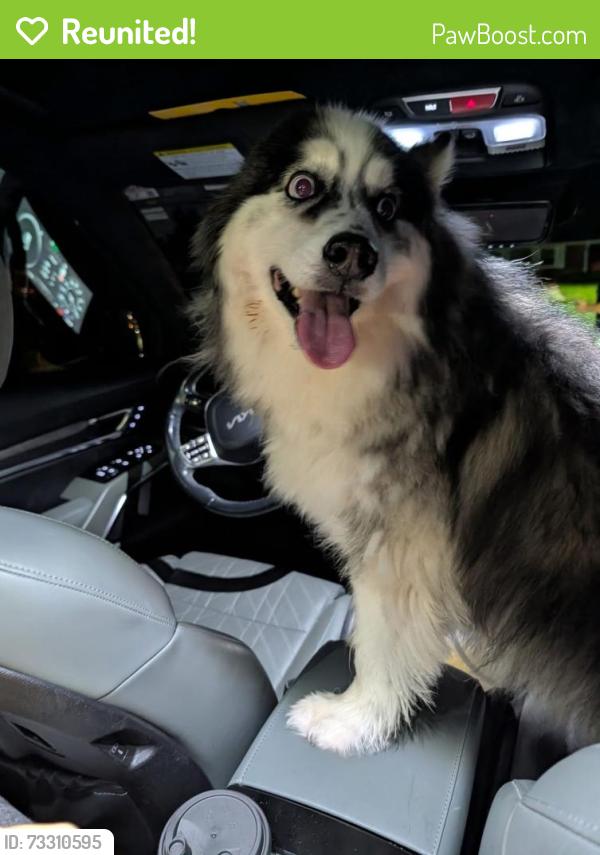 Reunited Unknown Dog last seen Grandview Drive near Lynn Lane in N Mt J coming from Lebanon Rd., Mt. Juliet, TN 37138