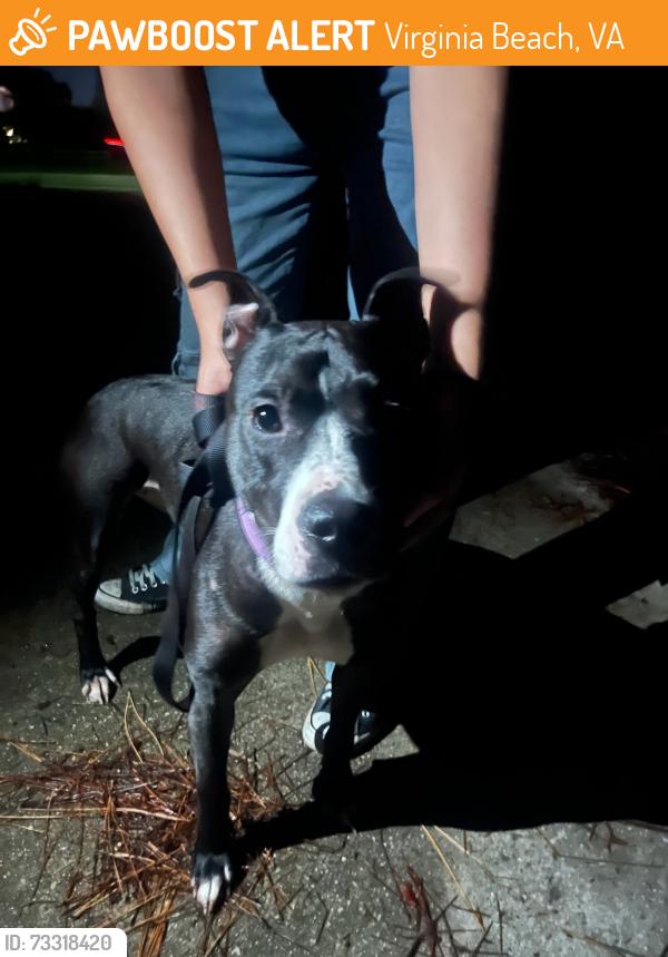 Found/Stray Female Dog last seen Elbow Rd and Indian River, Virginia Beach, VA 23456