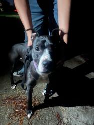 Found/Stray Female Dog last seen Elbow Rd and Indian River, Virginia Beach, VA 23456